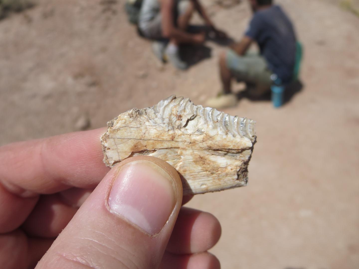 Priosphenodon Teeth