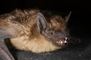 Photo of a serotine bat