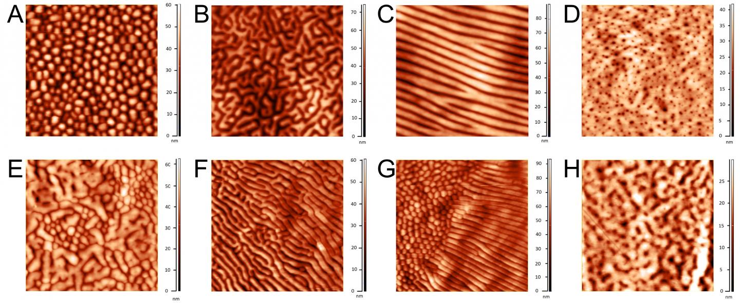 Diversity of Corneal Nanostructural Patterns among Arthropod Groups