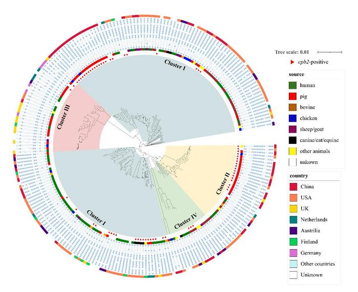 Maximum likelihood tree of the 228 C. perfringens strains harboring pCP13-like plasmids.