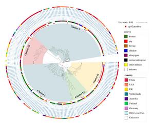 Maximum likelihood tree of the 228 C. perfringens strains harboring pCP13-like plasmids.