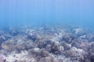 Eutropohied coral on Great Barrier Reef