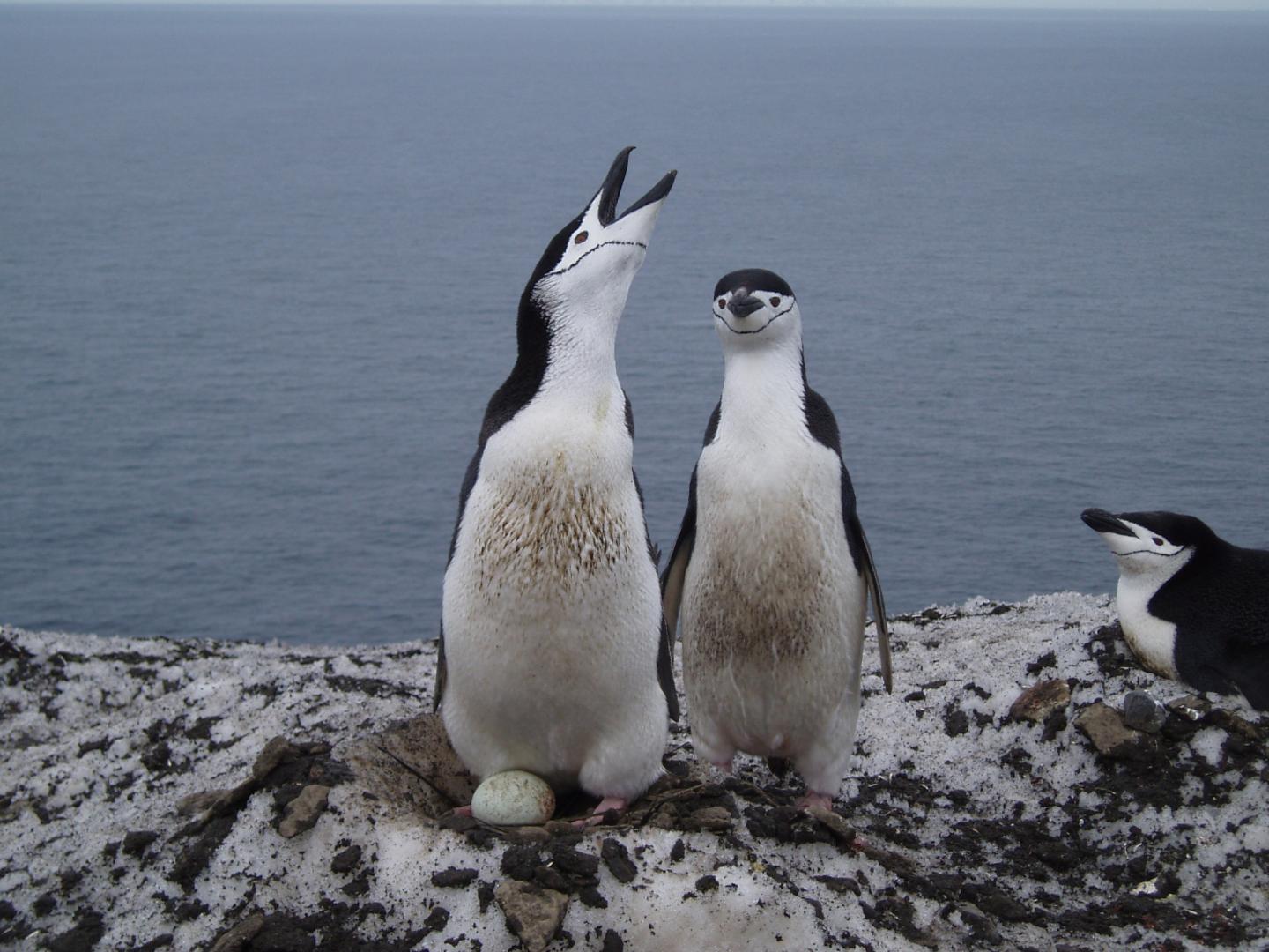 Chinstrap Penguin and Egg 