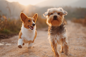 Two dogs running outside.