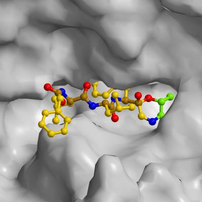 Small Peptide at its Binding Site at the Proteasome