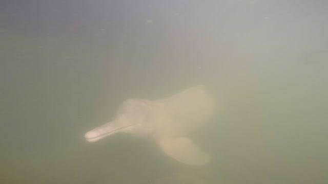Araguaian River Dolphins of Brazil