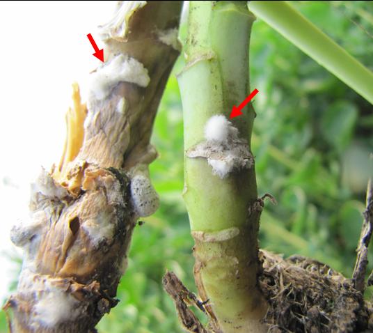 Sclerotinia sclerotiorum