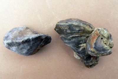 <i>Polyconites hadriani</i>