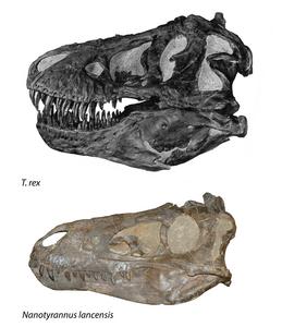 Comparison of T. rex and Nanotyrannus skulls