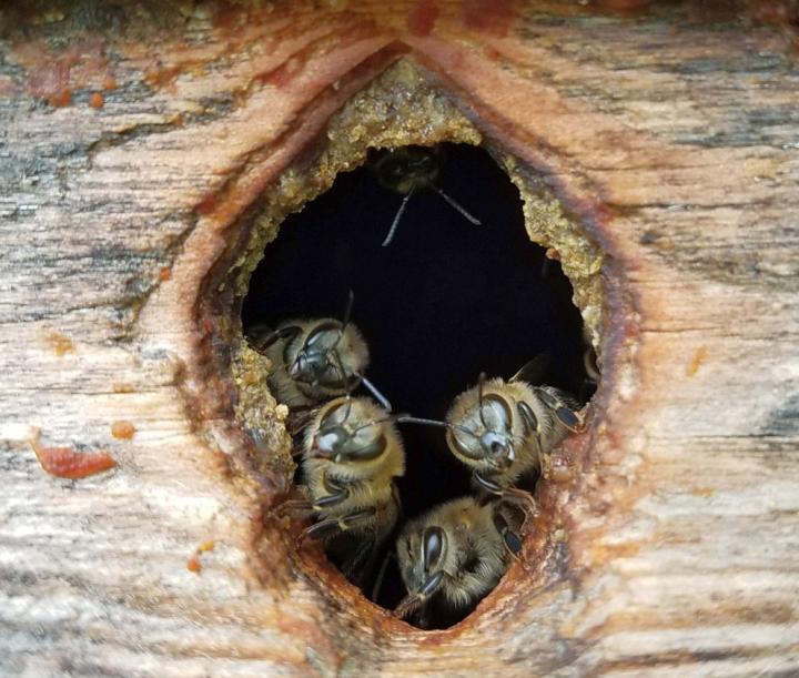 feral bees