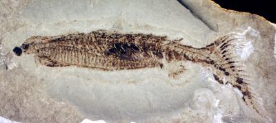 <i>Euphanerops</i> Fossil