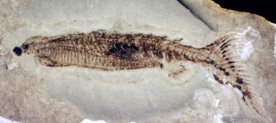 <i>Euphanerops</i> Fossil