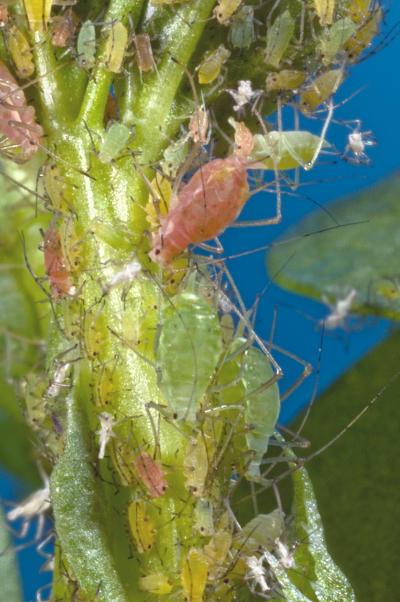 Red and Green Pea Aphids