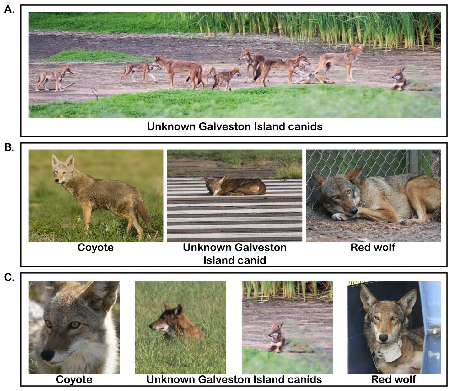 Photographic Comparison of Canids