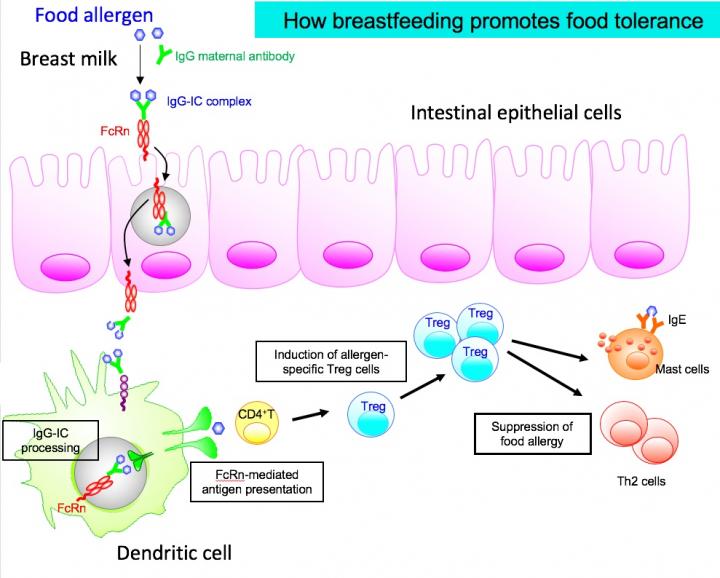 Breast milk found to protect against food all EurekAlert!