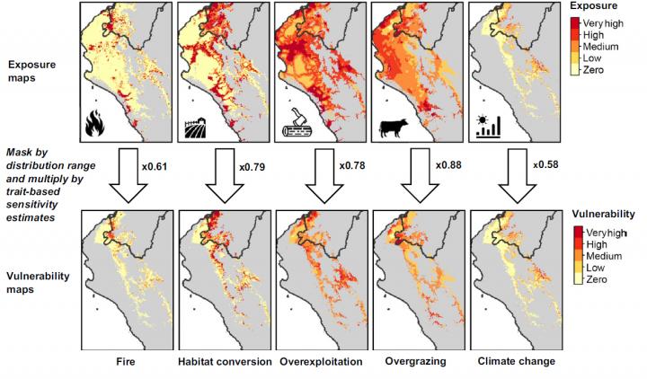 Example: Leucaena Trichodes