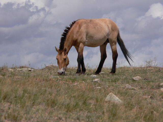 Przewalski's Horse