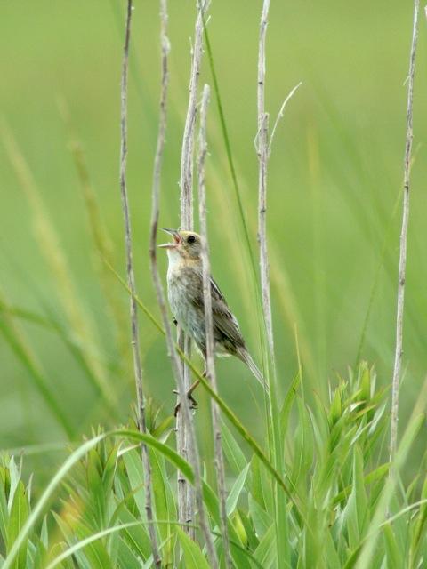 Nelson's Sparrow