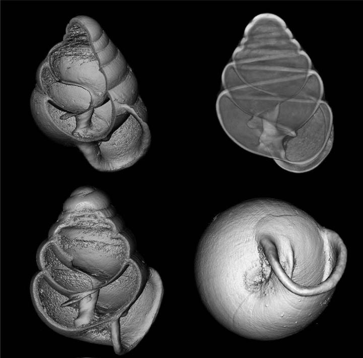 <em>Zospeum isselianum</em>