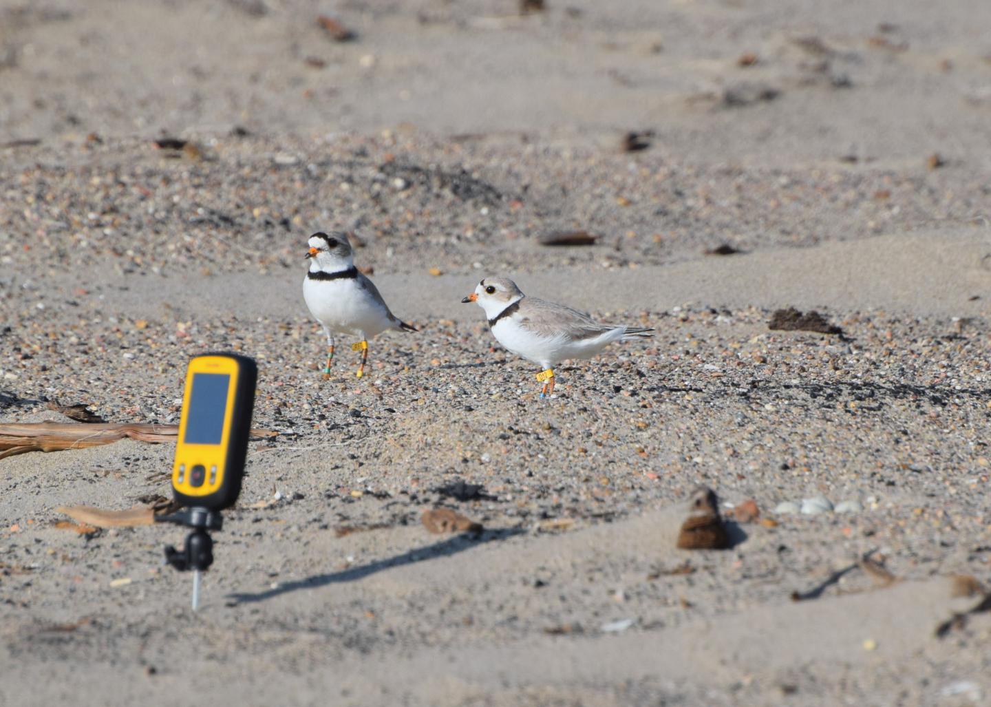 Two banded piping plover adults stand near a nest