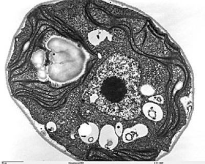 Cell with Organelles