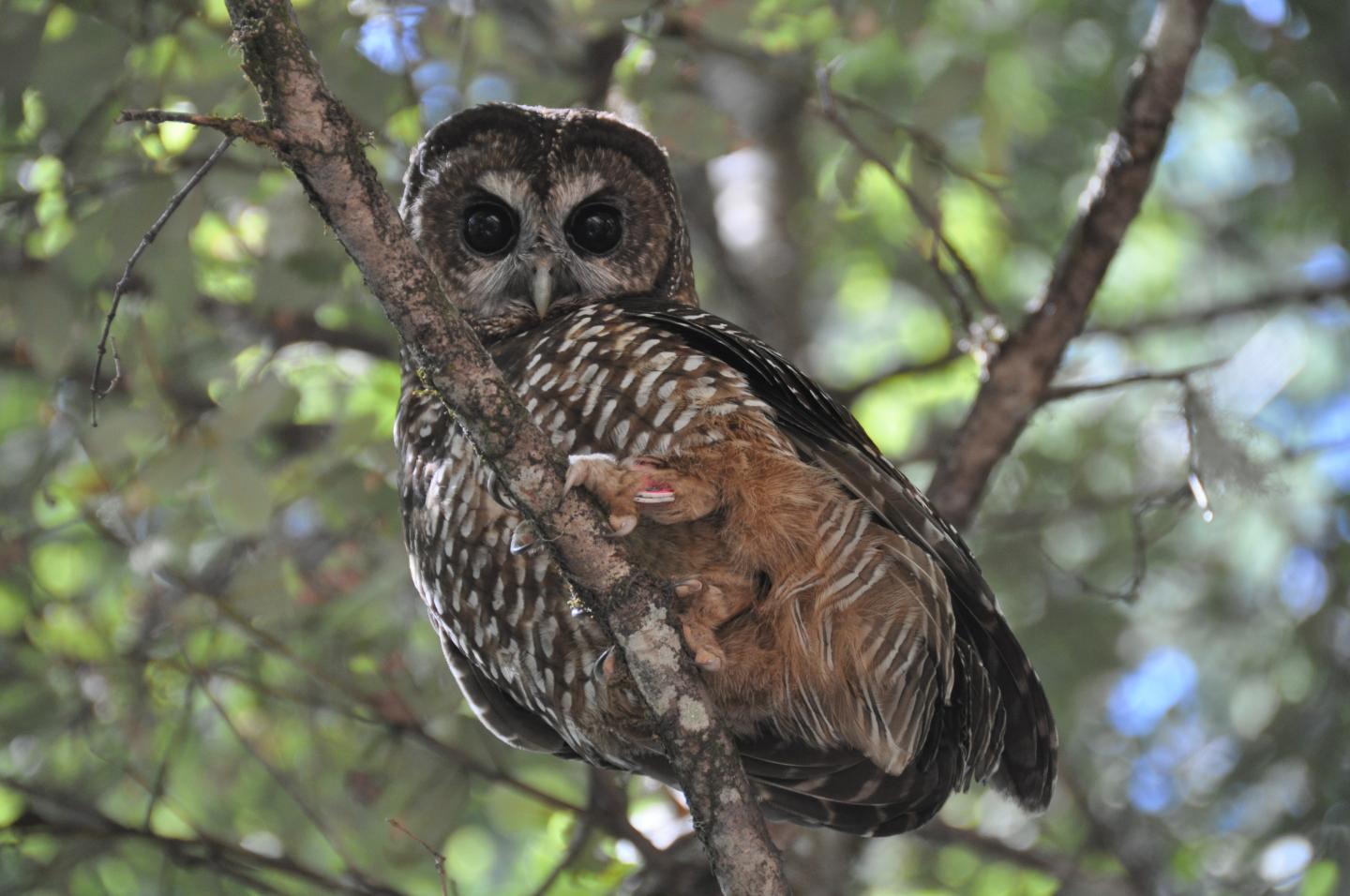 Northern Spotted Owl