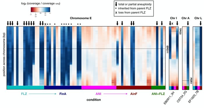 Analysis of the Candida glabrata genome
