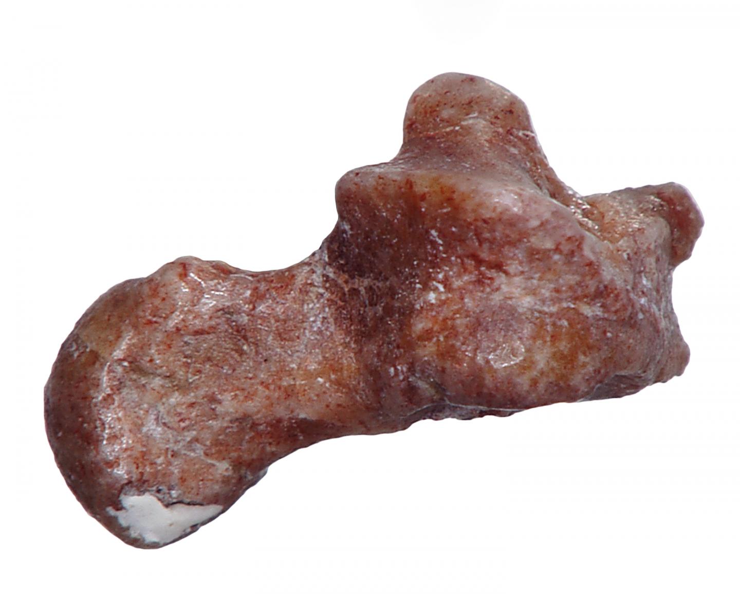 <i>Donrussellia</i> Ankle Bone