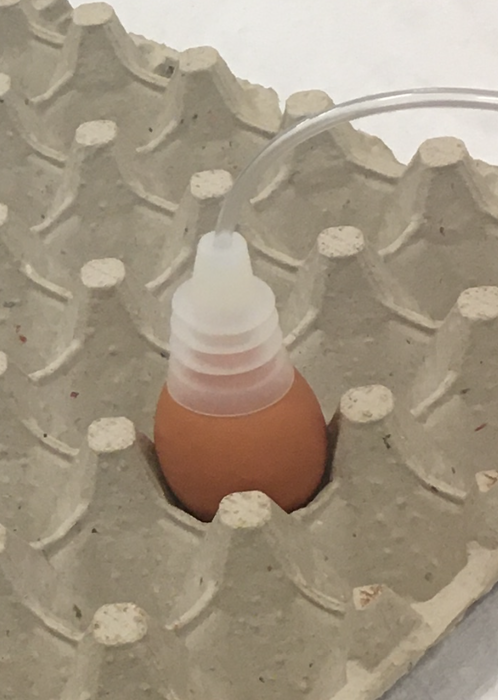 Sexing Chicken Eggs by Scent