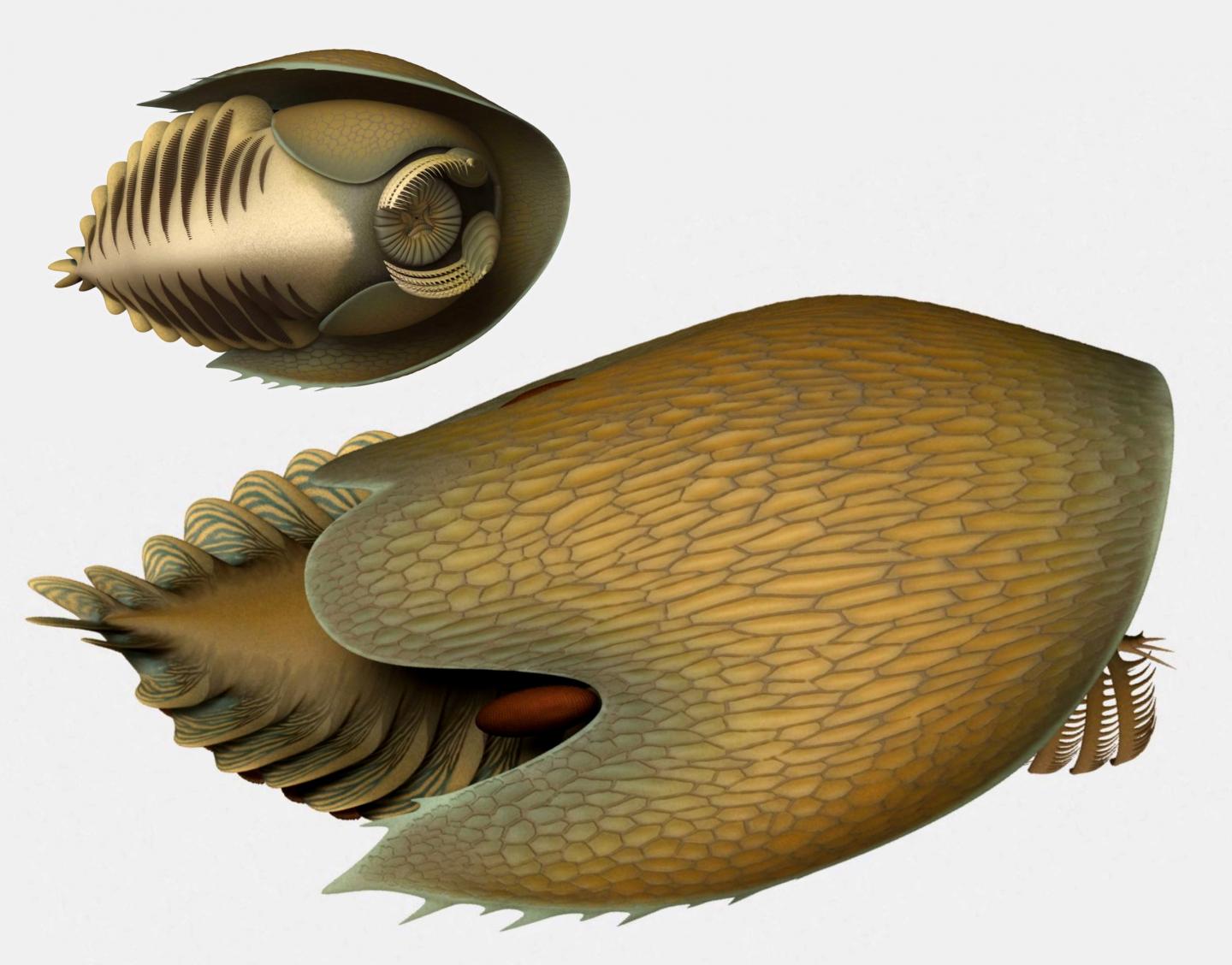 Reconstruction Illustration of Cambroraster falcatus