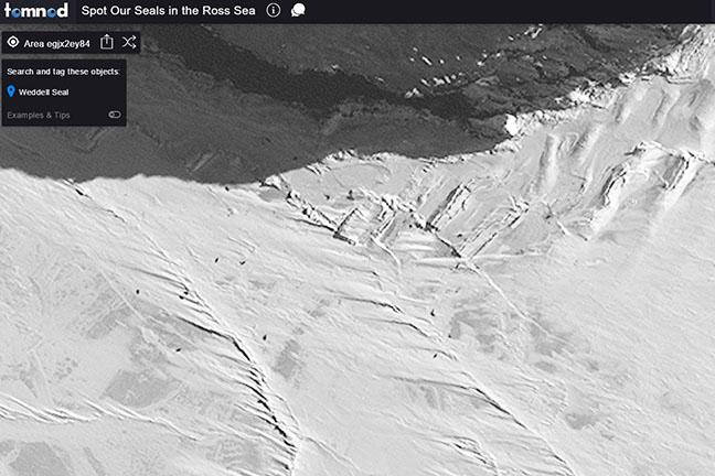 Satellite Weddell Seals