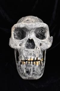 A fossil cast of the skull of Homo Erectus.