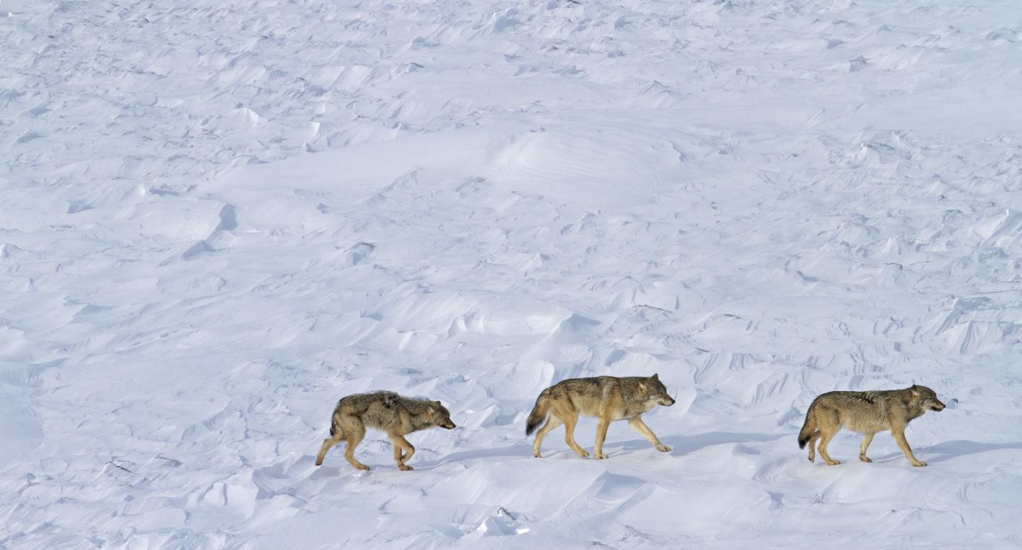 Isle Royale Wolves