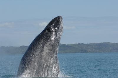 Humpback Whale from Southern Indian Ocean