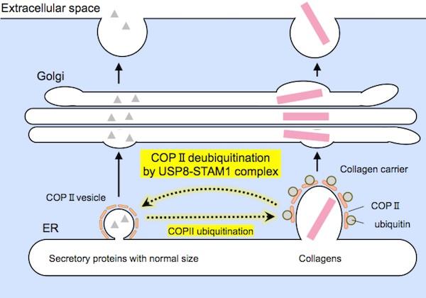 Figure 3. Representation of Protein Secretion