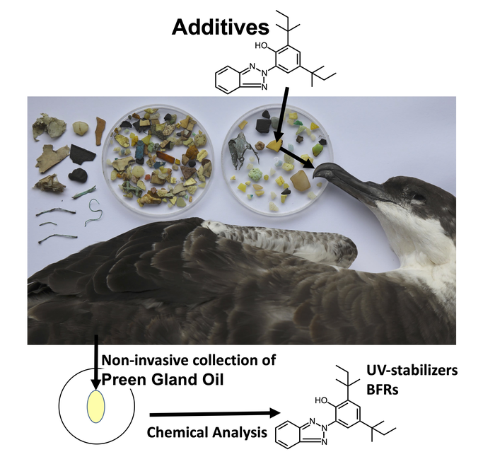 Bioaccumulation of additives from ingested plastics in seabirds' preen gland oil