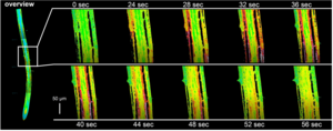 Sodium-sensing niche