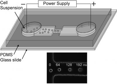 Schematic of a Microfluidic Electroporative Flow Cytometer