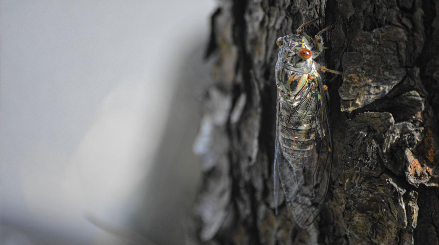 A cicada in Okinawan forest