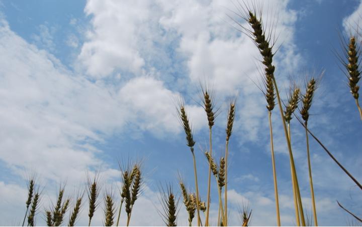 Lessons from Wheat Evolution: From the Wild to Our Spaghetti Dish