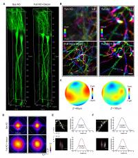 Direct wavefront sensing AO effectively restores diffraction-limited resolution at depth during in vivo brain imaging