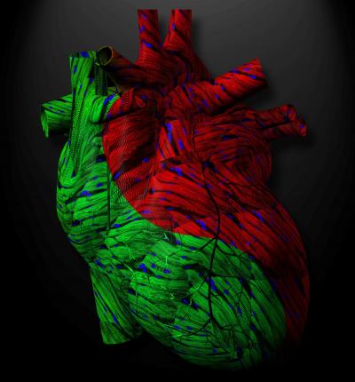 APJ's Yin-Yang Role in Cardiac Function