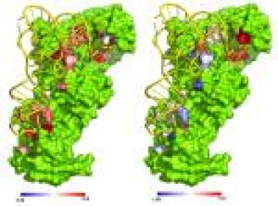 Glutaminyl tRNA Synthetase