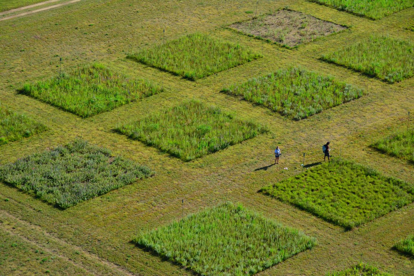 Species Diversity Key to Grassland Stability (1 of 3)