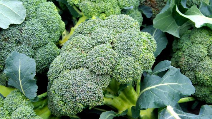 Farm Fresh Broccoli