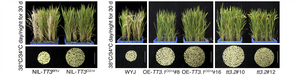 TT3 enhances rice thermotolerance at reproductive stages