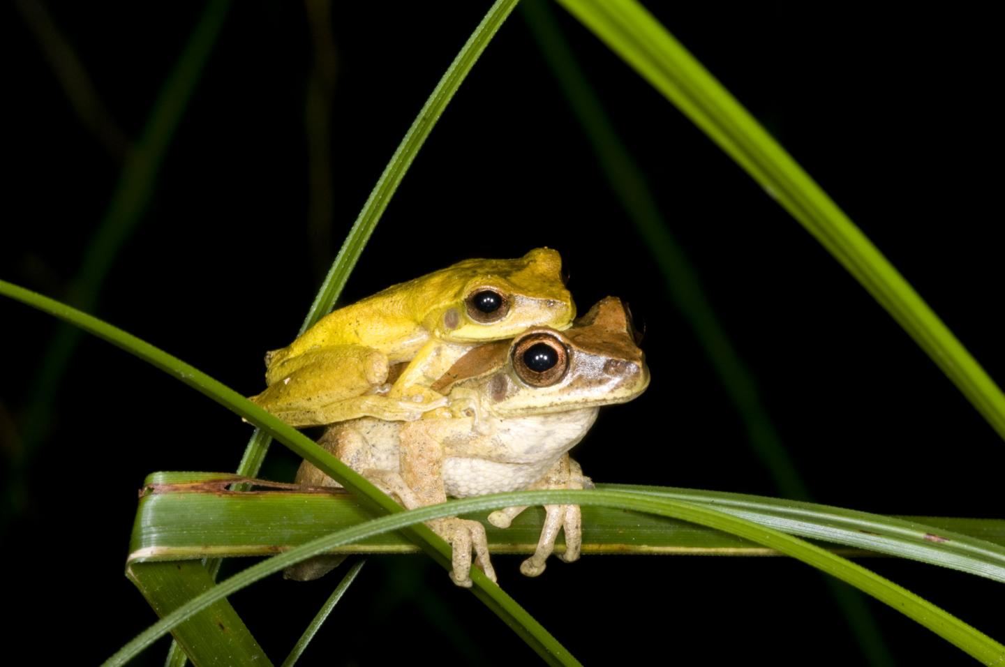 Mating Whirring Tree Frogs (<i>Litoria revelata</i>)