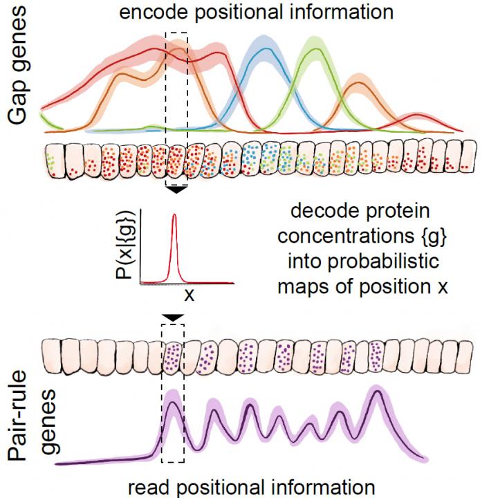 Graphical Abstract