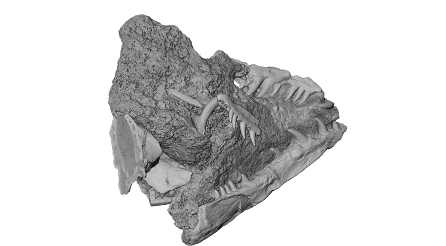 An intriguing new diapsid reptile with evidence of mandibulo-dental pathology from the early Permian of Oklahoma revealed by neutron tomography