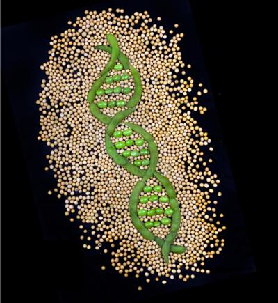 Soybean Helix